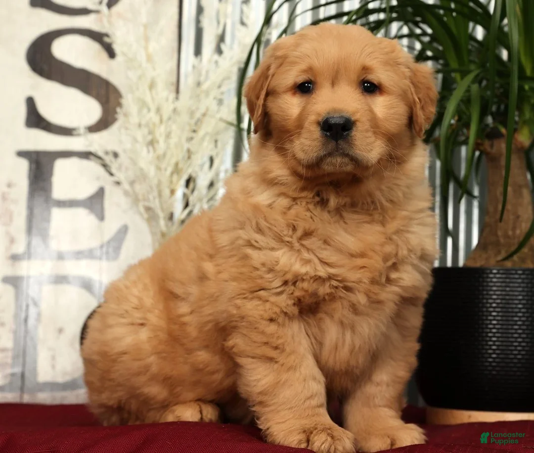 Golden Retriever dogs for sale: Alec - Ad 5