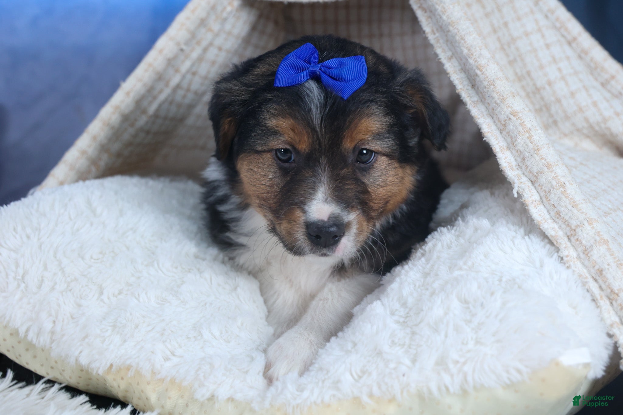 Mixed Breed dogs Buster - Ad 2