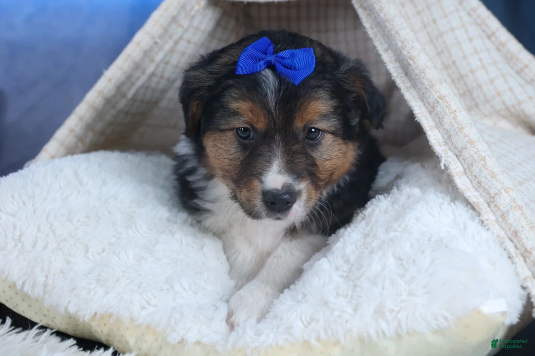 Mixed Breed dogs for sale: Buster - Ad 2