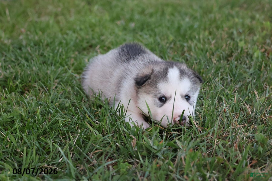 Alaskan Malamute dogs Stormy - Ad 2