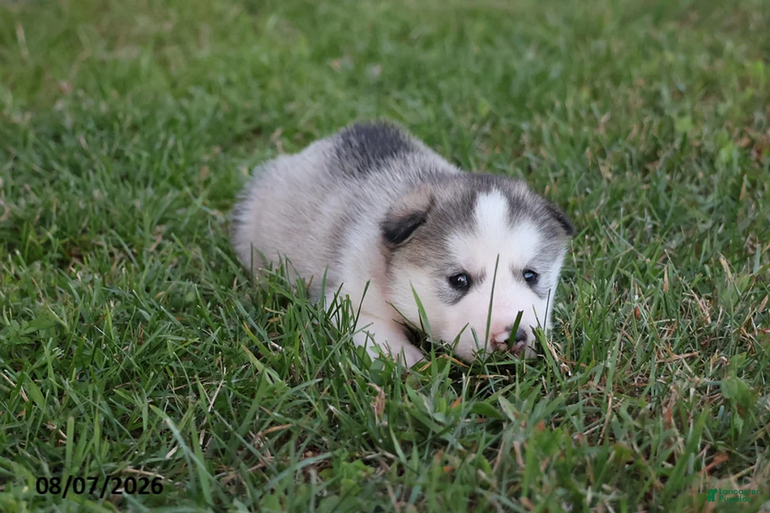 Alaskan Malamute dogs for sale: Stormy - Ad 2