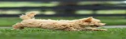 Maltipoo dogs for sale: Nacho Maltipoo Puppy  - Ad 6