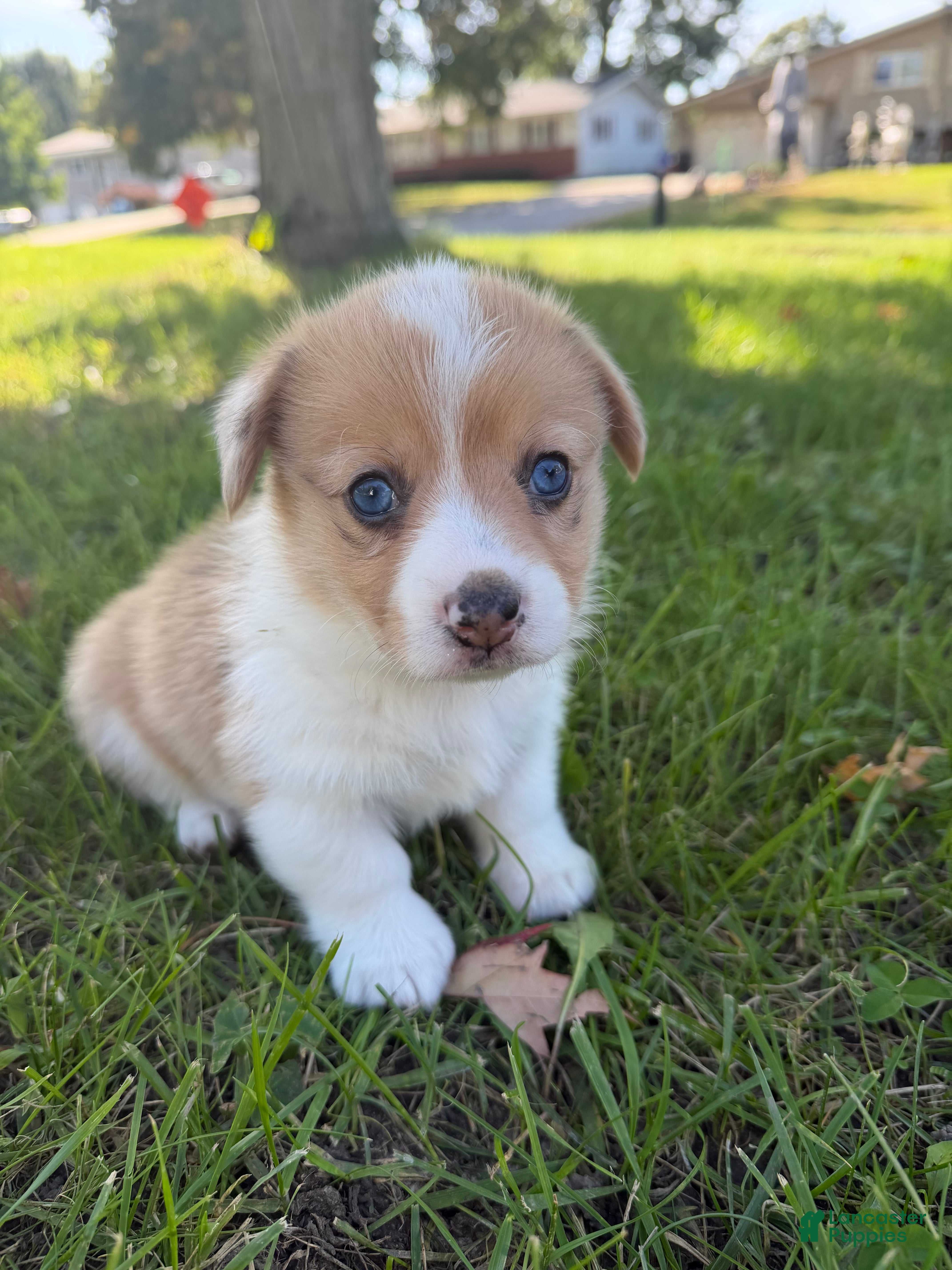 Mixed Breed dogs for sale: Cruz - Ad 30