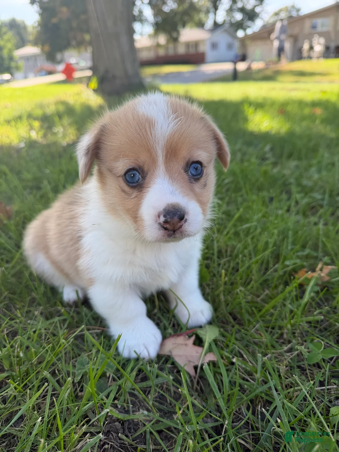 Mixed Breed dogs for sale: Cruz - Ad 1