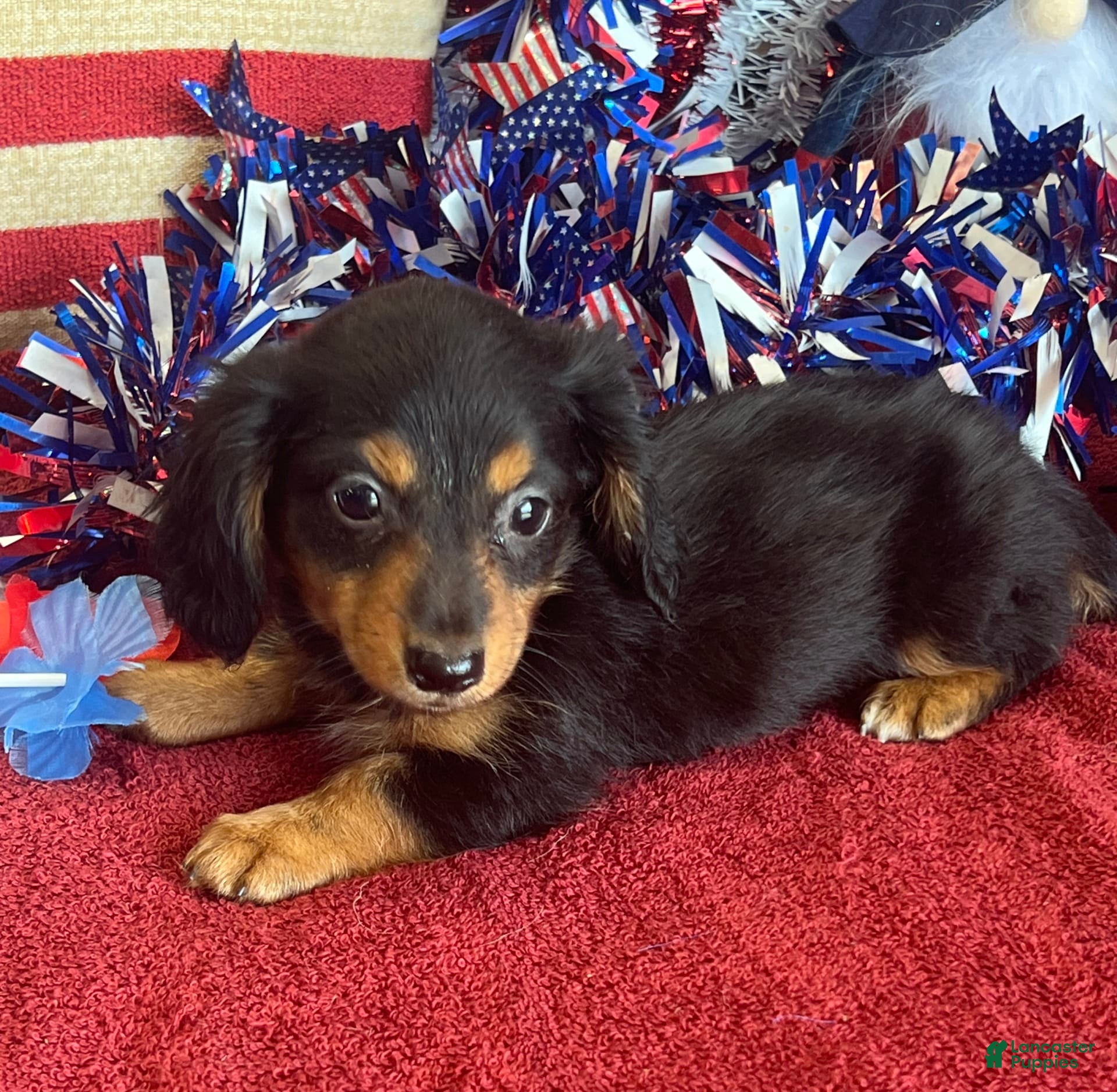 Dog Breed Black And Tan Long Haired Dachshund Female Dachshund