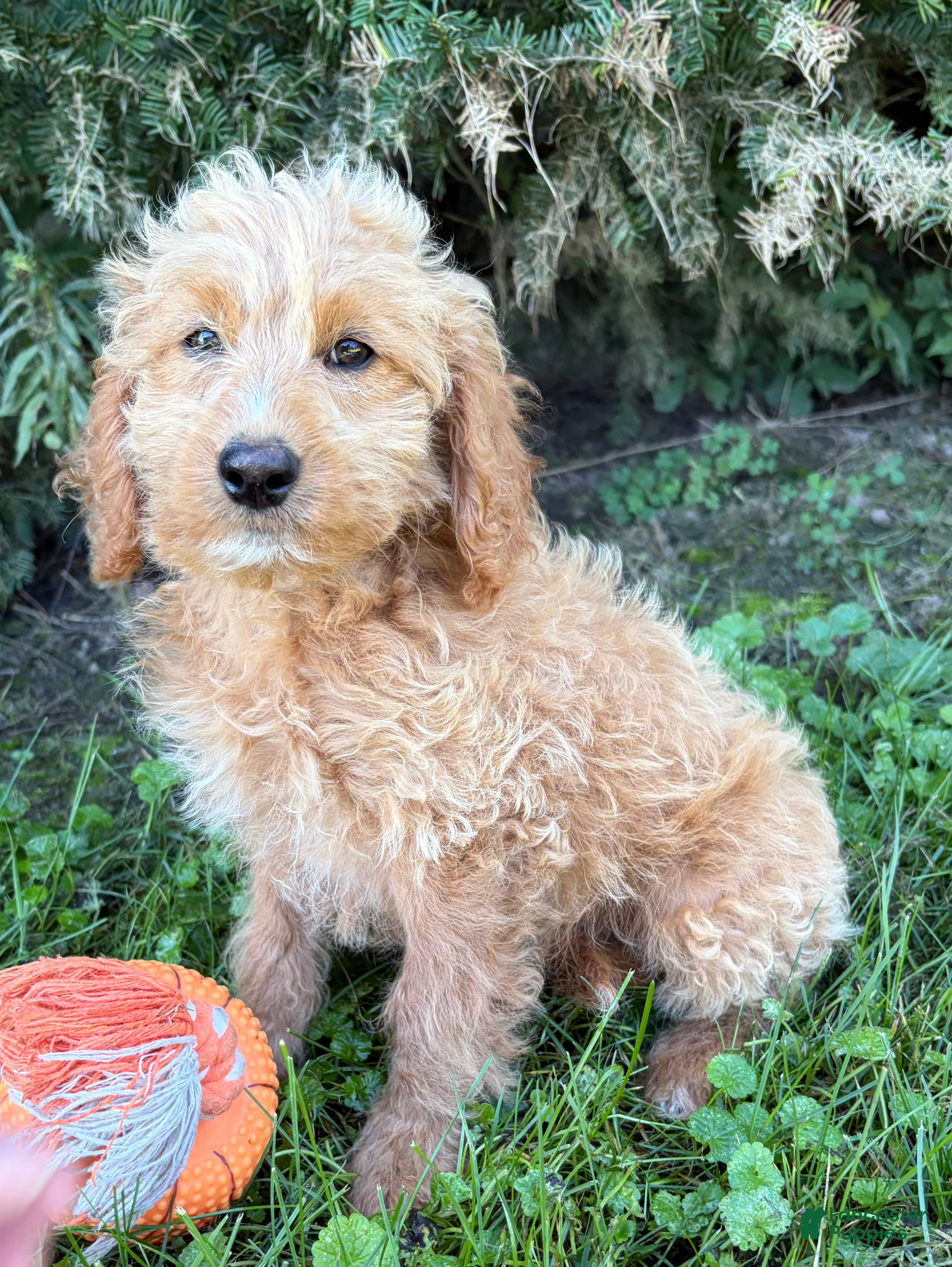 Cockapoo dogs Jace - Ad 2
