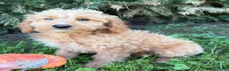Cockapoo dogs for sale: Jace - Ad 2