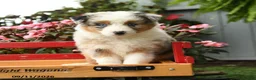 Australian Shepherd dogs for sale: Storm   - Ad 5
