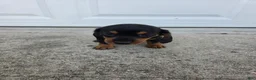 Dachshund dogs for sale: Hazel - Ad 7