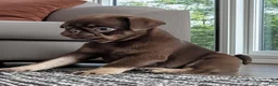 Pug dogs for sale: Chai - Ad 4