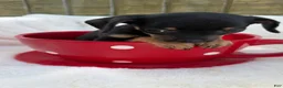 Chihuahua dogs for sale: Chihuahua Puppy 2 - Ad 7