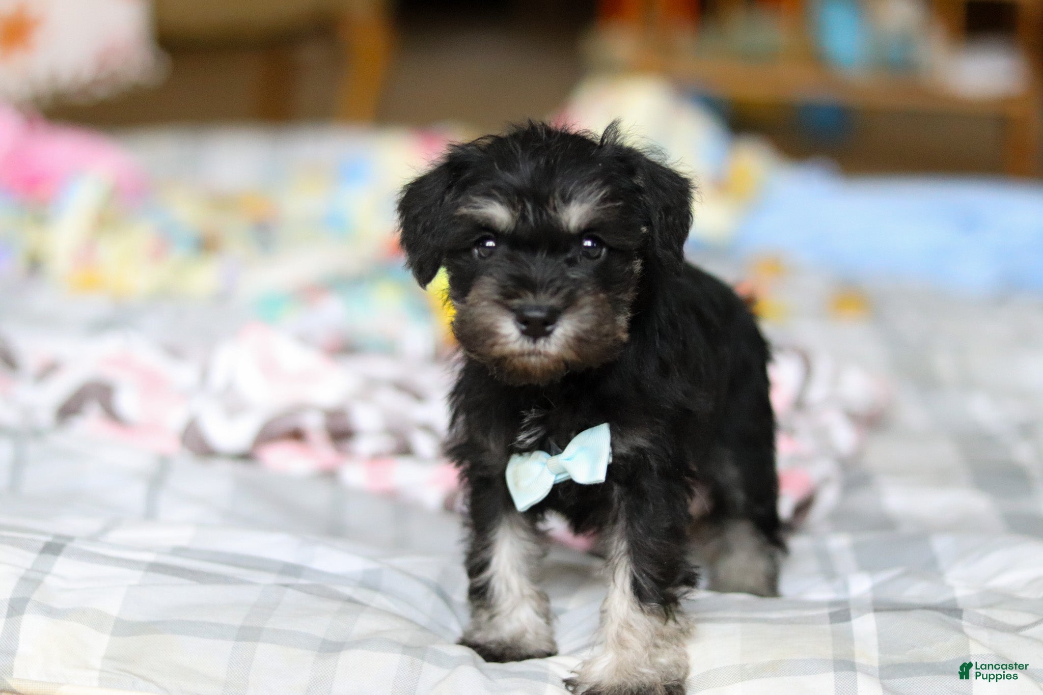 Miniature Schnauzer dogs Chip  - Ad 1