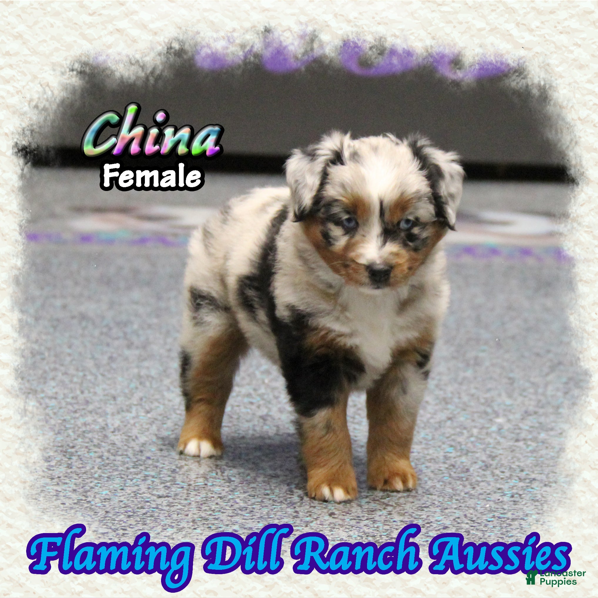 Miniature Australian Shepherd dogs China - Ad 9