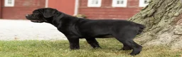 Cane Corso dogs for sale: Maple  - Ad 7
