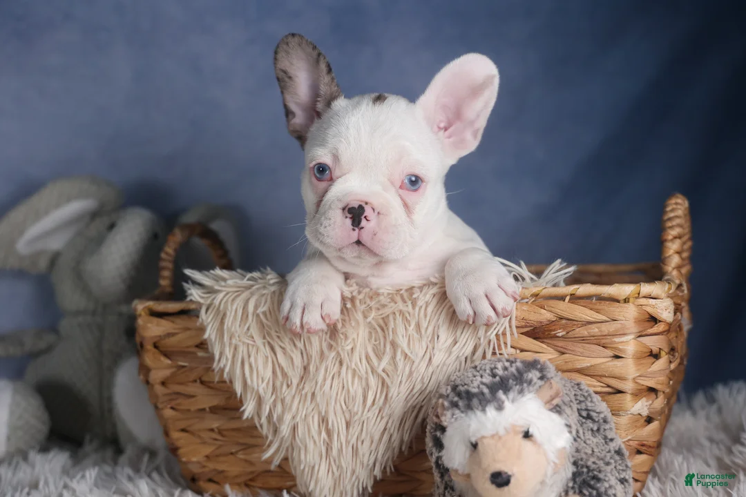 Frenchton dogs for sale: IZZY - Ad 9