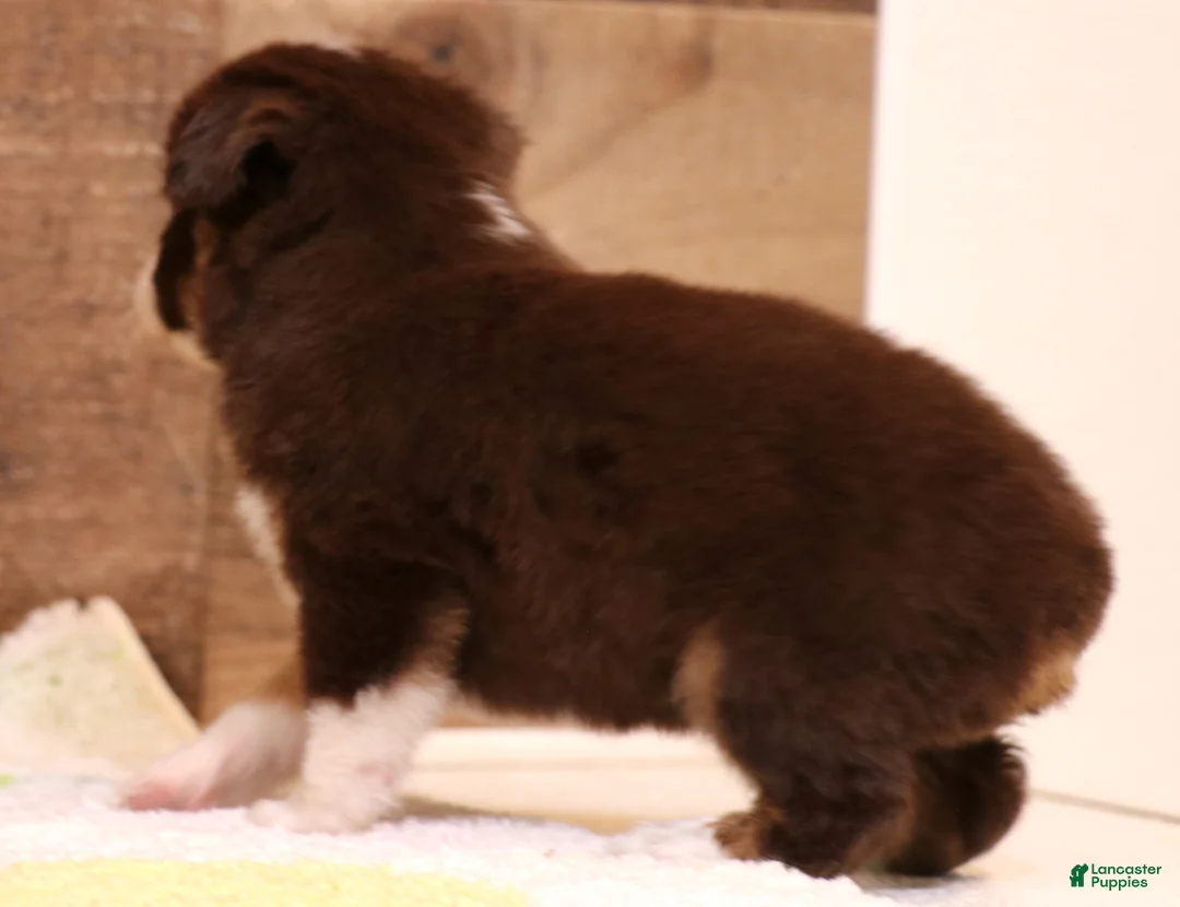 Toy Australian Shepherd dogs for sale: Candy blue merle  - Ad 9