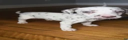 Dalmatian dogs for sale: Dalmatian 4 - Ad 5