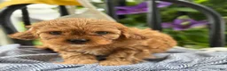 Cavapoo dogs for sale: Jacey - Ad 12