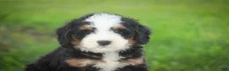 Mini Bernedoodle dogs for sale: Mooney Mini Bernedoodle  - Ad 11