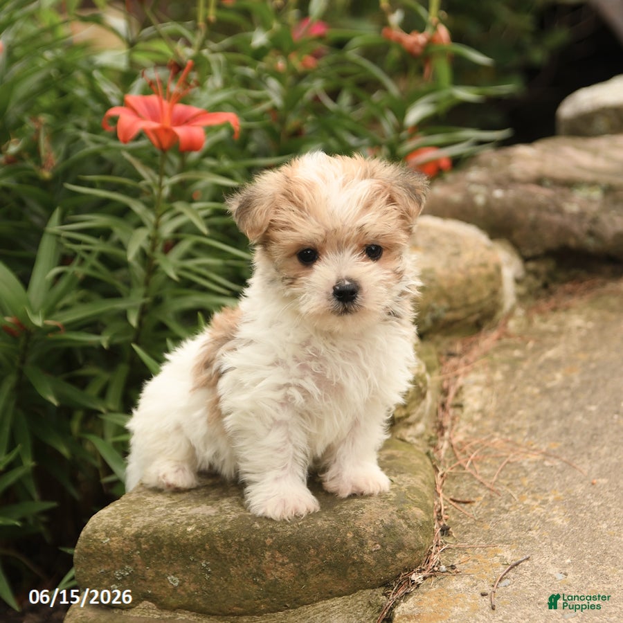 Morkie dogs Fudge - Ad 1