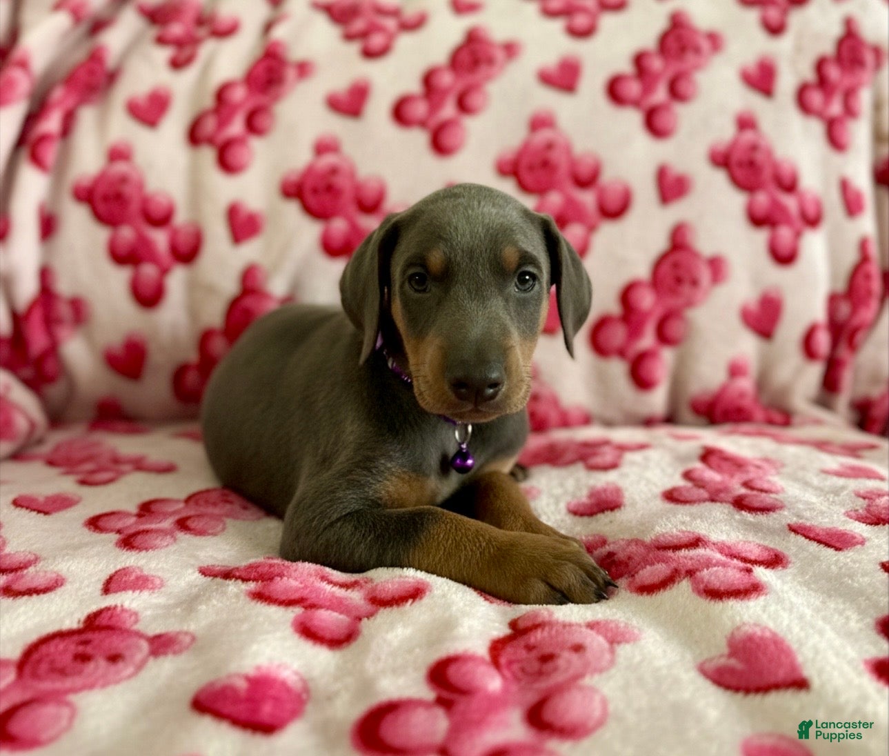 Doberman Pinscher dogs Esme Health tested parents!  - Ad 6