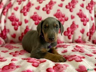 Doberman Pinscher dogs Esme Health tested parents! - Ad 6