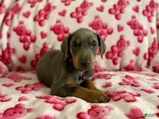 Doberman Pinscher dogs Esme Health tested parents! - Ad 2