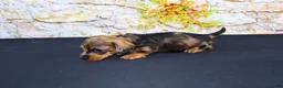 Miniature Dachshund dogs for sale: Horton - Ad 5