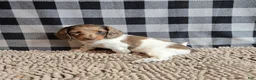 Miniature Dachshund dogs for sale: Dottie - Ad 6