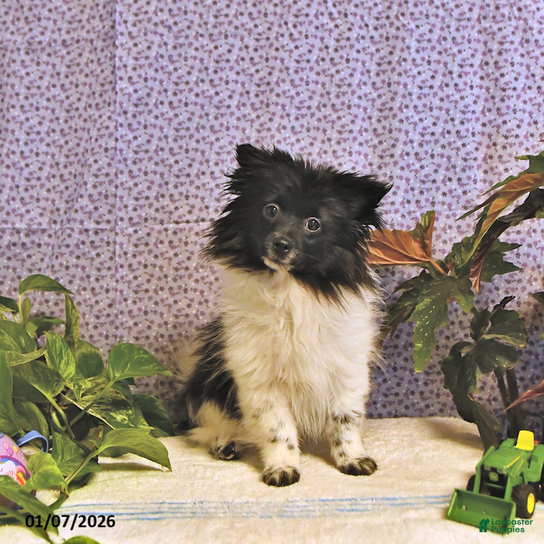 Mixed Breed dogs for sale: Dixon - Ad 1