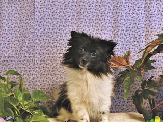 Mixed Breed dogs Dixon - Ad 2