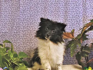 Mixed Breed dogs Dixon - Ad 24