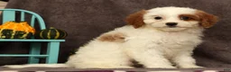Cavapoo dogs for sale: Annabelle - Ad 2