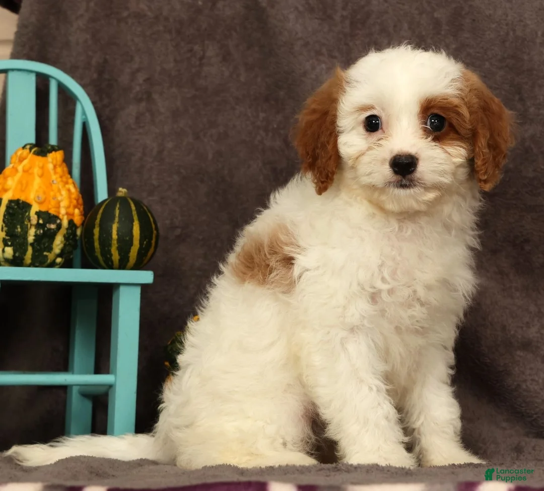 Cavapoo dogs for sale: Annabelle - Ad 2