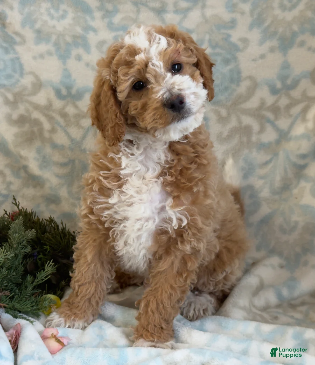 Mini Goldendoodle dogs for sale: Caram - Ad 5