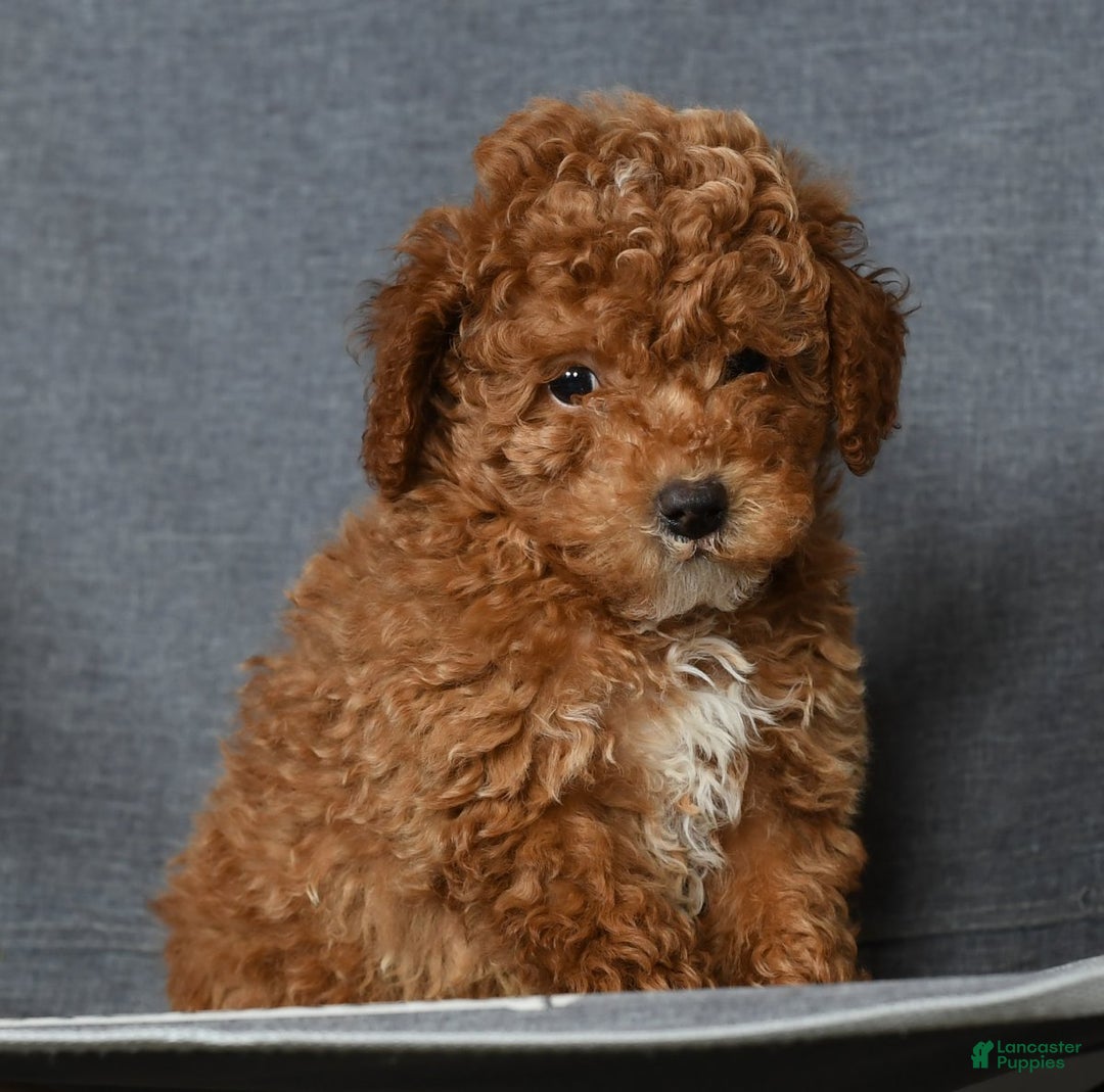 Toy Poodle dogs for sale: Buddy - Ad 7