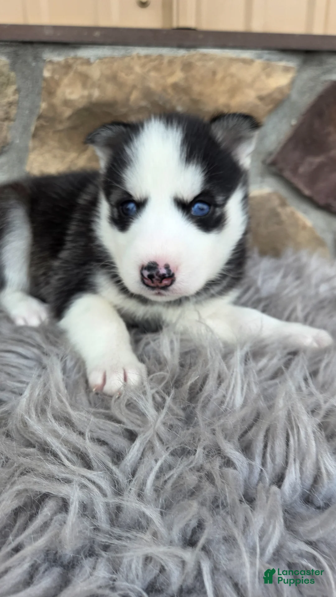 Siberian Husky dogs for sale: Emerson  - Ad 2