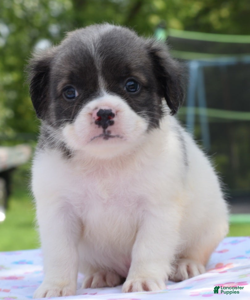 Mixed Breed dogs Zoey blue pied fluffy  - Ad 2