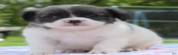Mixed Breed dogs for sale: Zoey blue pied fluffy  - Ad 2
