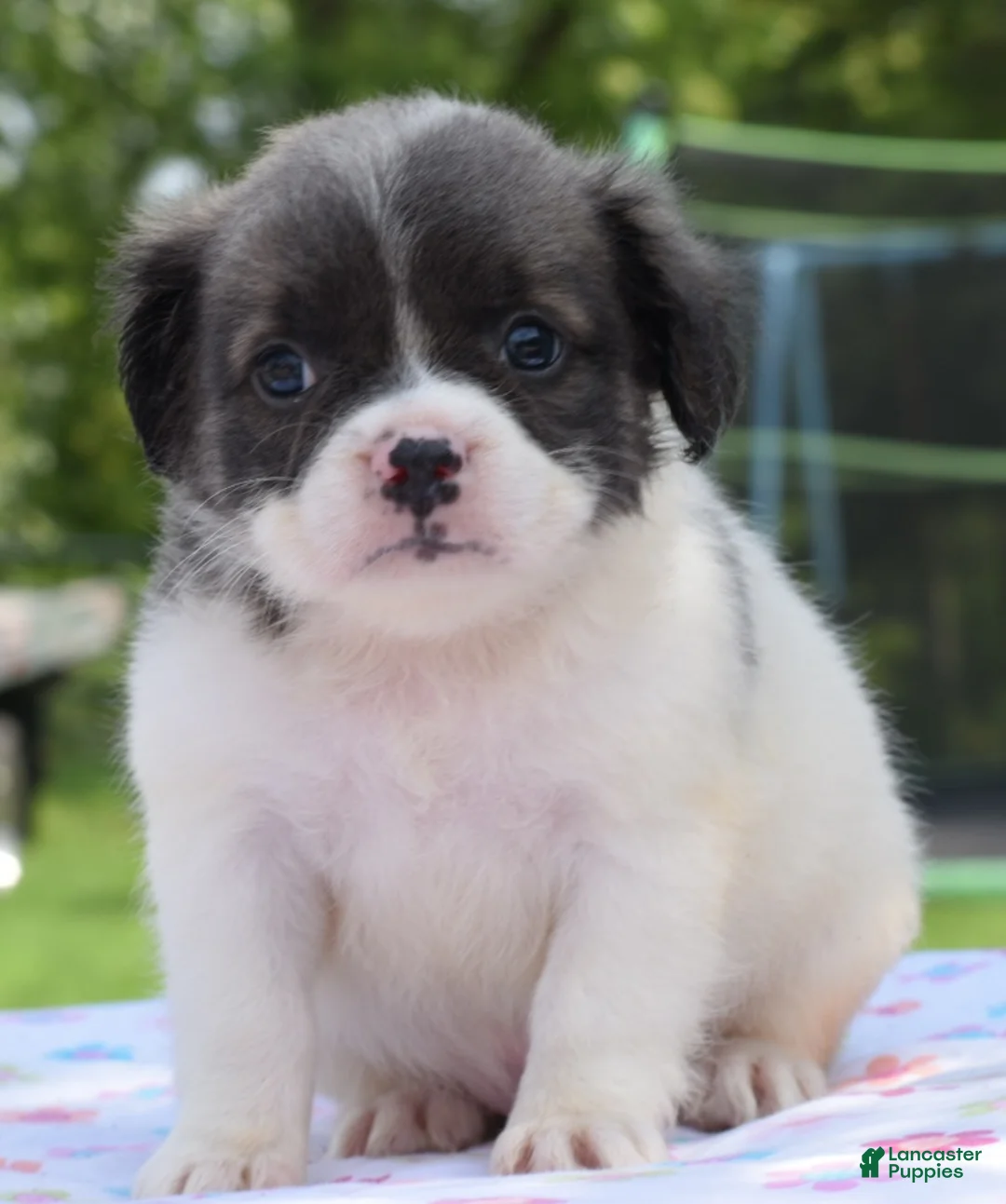 Mixed Breed dogs for sale: Zoey blue pied fluffy  - Ad 2