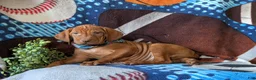 Vizsla dogs for sale: Harley - Ad 7