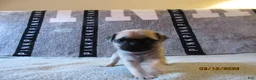 Pug dogs for sale: Pug Puppy 3 - Ad 3
