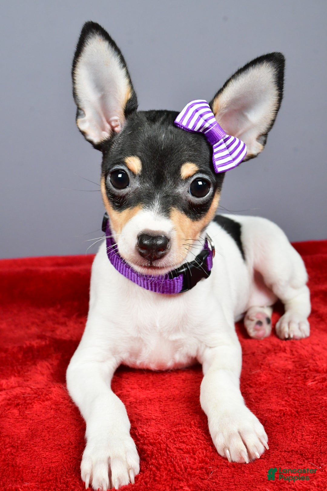 Toy Fox Terrier dogs for sale: Lucy - Ad 7