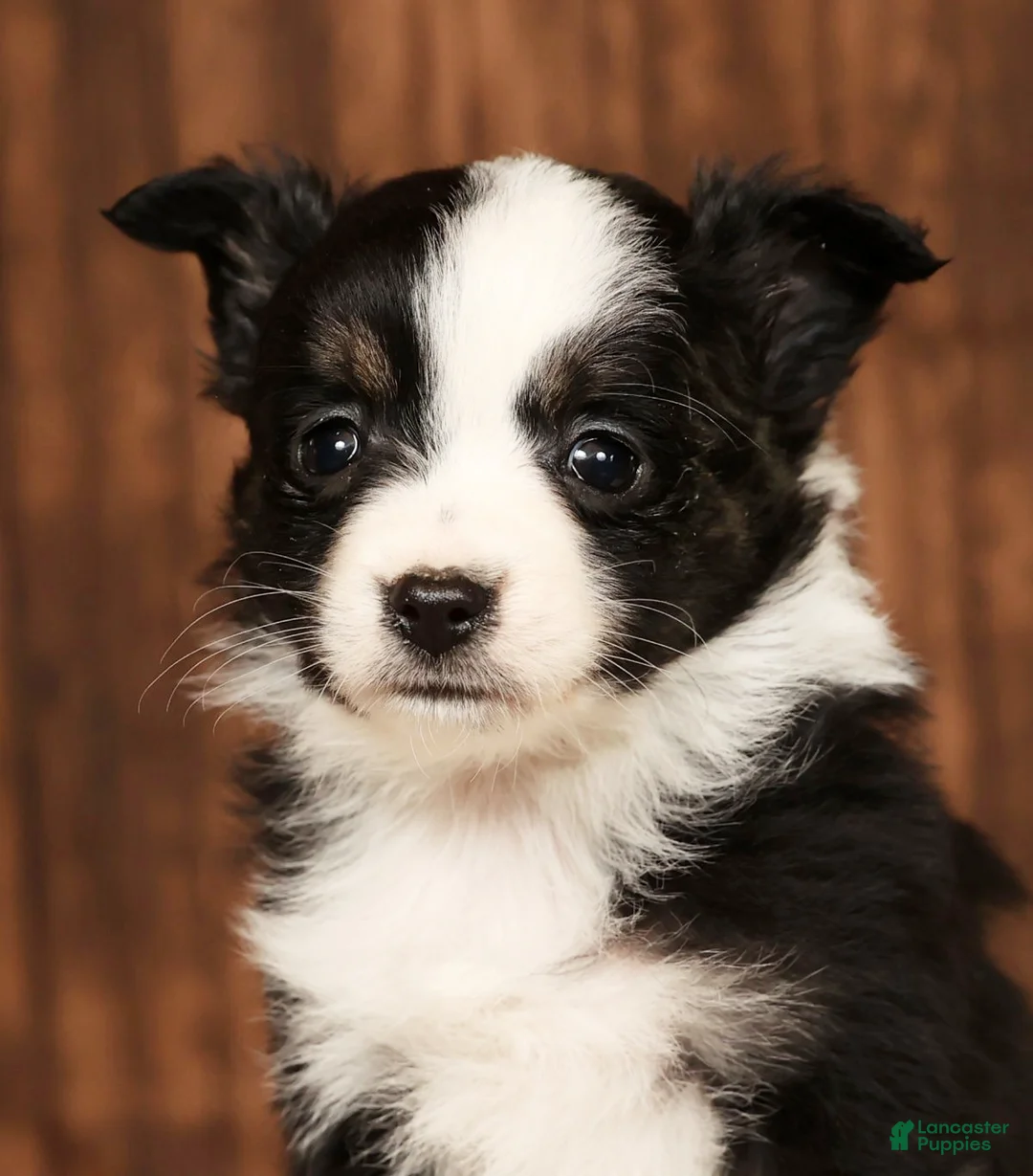 Miniature Australian Shepherd dogs for sale: Easton - Ad 9