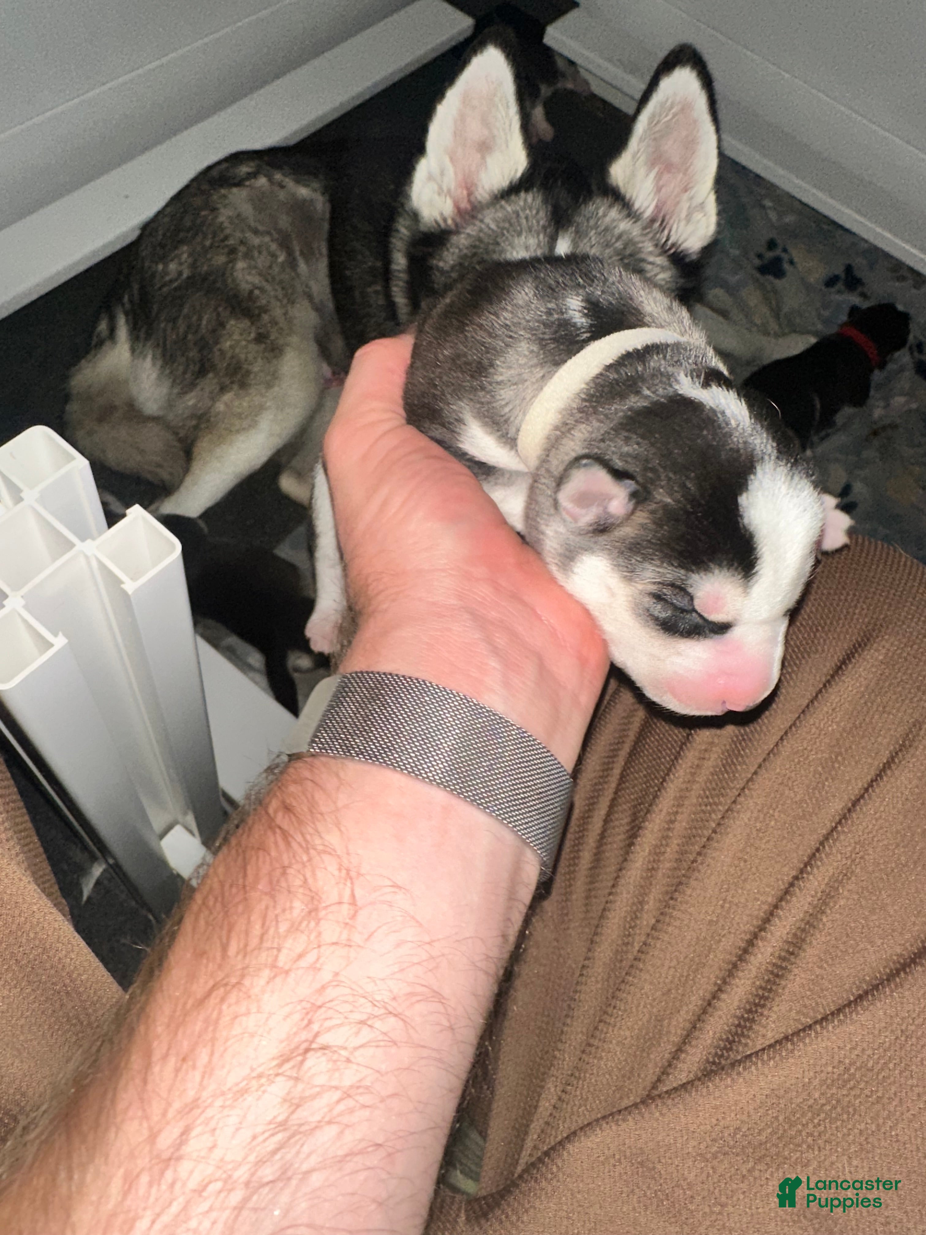 Siberian Husky dogs Starlight Rivers - Ad 2