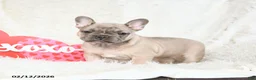 French Bulldog dogs for sale: Happy - Ad 3
