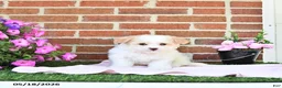 Maltipoo dogs for sale: Suni - Ad 3