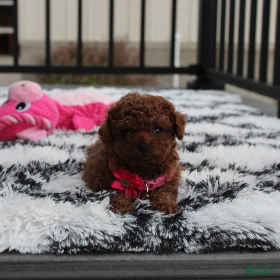 Toy Poodle dogs for sale: Bella - Ad 8