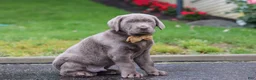 Labrador Retriever dogs for sale: Smoke - Ad 3