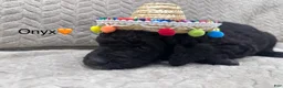 Goldendoodle dogs for sale: Onyx 🧡 - Ad 16